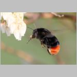 Bombus lapidarius - Steinhummel 03.jpg